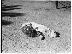 Ostrich chicks sitting near a sleeping dog in Lincoln Park