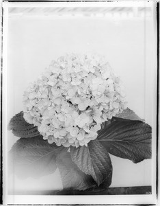 Close-up of a specimen of a Hydrangea in bloom, ca.1920
