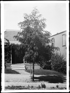 Oak tree (Grevillia Robusta) in the front yard of a house