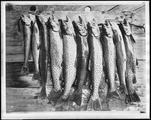 Trout caught in Lake Tahoe, California, ca.1910