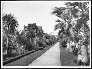 Palm trees and other plants obscuring the large homes lining Chester Place, Los Angeles, 1905