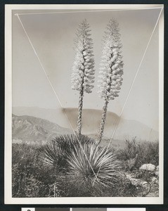 Two blossoming yuccas (Yucca whipplei), with superimposed triangle framing the plants