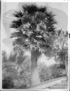 A big palm tree (Sonora Filafera Robusta) in what appears to be a Mexican park, ca.1920