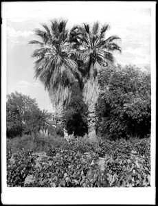 Old palm trees of Raymond Hill, South Pasadena, ca.1920 (1895?)