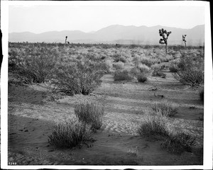 A few Joshua Trees (Yucca Mohaviensis) in the Mojave Desert, ca.1903
