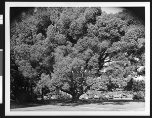 Large tree, showing a small parking lot in the background and a sidewalk in the foreground