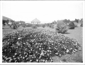 Child in a large bed of flowers in the garden at Isthmus park, Santa Catalina Island, 1905