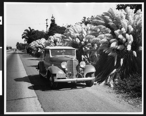 Automobile parked on Ventura Street next to pampas grass in Ventura County, ca.1938-1948