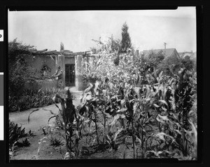 Exterior view of a typical Hollywood cottage showing corn in the garden, 1926