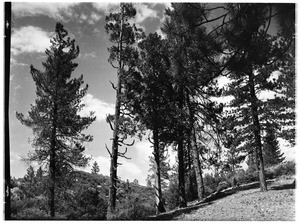 Pine flats nine miles outside of the Mount Wilson Observatory, May 1928