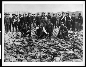 Twenty-four men with wooden clubs standing in front of rabbits after a massive kill, 1890-1900