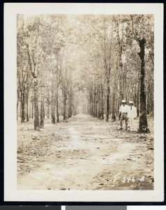 Inspection of a Firestone plantation, Liberia, Africa