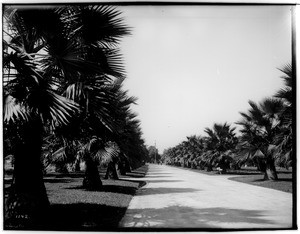 Palm trees lining South Park Avenue