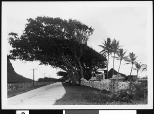 Hawaiian road