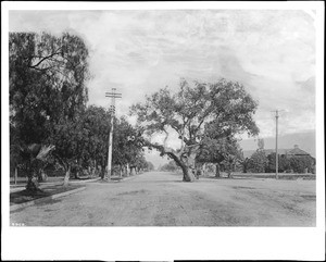 Live oak tree in the middle of Pasadena's Orange Grove Avenue, ca.1905