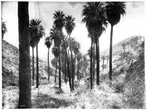 Palm Canyon near Palm Springs, showing a strip of palm trees (Washingtonia Filifera), ca.1898-1901