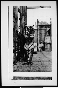 View of a caged tiger looking to the right, ca.1920