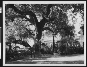 Large oak tree over benches on the premises of a hotel or home