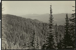 Fir clad hills of the Santram Mount Washington, Oregon