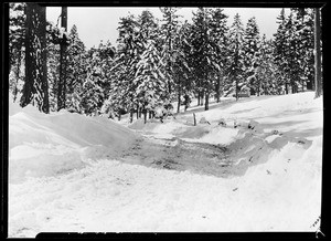 Open field with snow, showing snow-capped trees in background, Big Pines, 1928