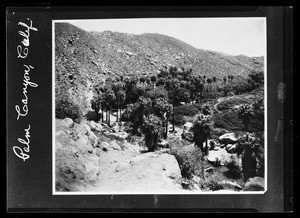 Cluster of palm trees seen at the base of a canyon, Palm Canyon