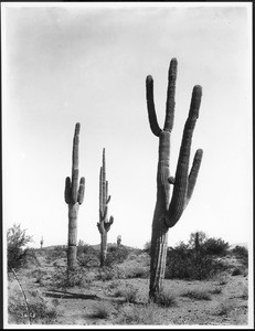 Giant cactus on the Pima Indian Reservation Arizona, ca.1900-1920   Calisphere