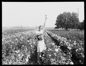 A woman posing in a field of roses while holding up a rose and a bouquet in her arm