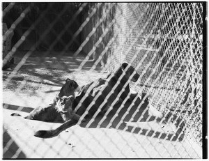 Two lion cubs and a lioness inside an encloseure at Gay's Lion Farm, ca.1936