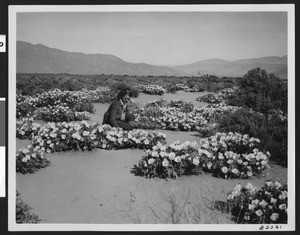 Woman tending to desert flowers, ca.1934