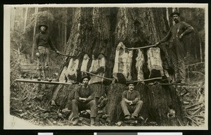 Several lumberjacks felling a giant tree near Ukiah, ca.1910