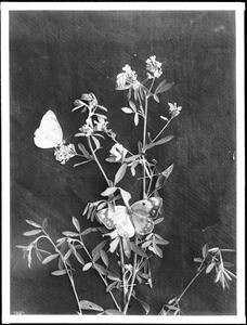 Two butterflies on alfalfa specimen in Imperial Valley, ca.1910-1925