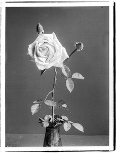 Close-up of a rose in a fluted vase