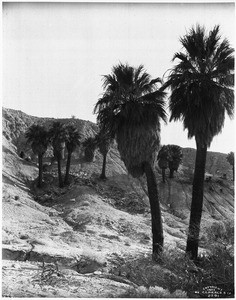 Chuckwalla (or Chuckawalla) Canyon in the Colorado Desert, ca.1903-1904