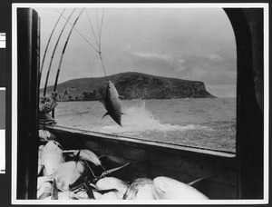 Tuna being pulled into a commercial fishing boat, ca.1920