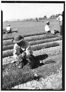 Man pulling onions from the seed bed and preparing them for planting in the onion field, Petit Ranch, San Fernando Valley, near Van Nuys, February 3, 1930