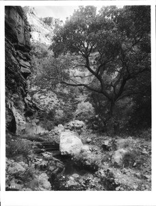 View of the north rim of the Grand Canyon from the Trail to Shunimo, ca.1900-1930