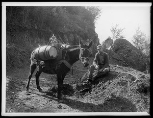 Pack mule and man enroute to mine, Mount Lowe, California