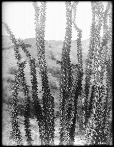 Close-up of a specimen of Ocotillo (Fonquiera Splendeus), or Candle wood, or Cane cactus, in leaf in the desert, 1906