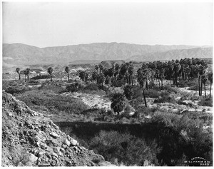 Thousand Palms Canyon in the Colorado Desert, ca.1903-1904