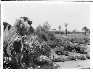 Tropical foliage garden, ca.1920