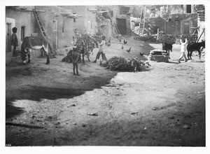 Unloading piles of green boughs in the street of the Hopi Indian village of Mishongnovi for kisi or kiva for the Snake Dance, ca.1900-1901