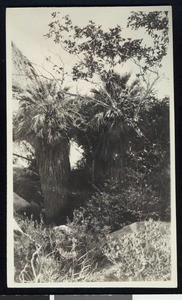 Palm trees in rocky terrain