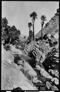 View of Palm Canyon near Palm Springs, ca.1901