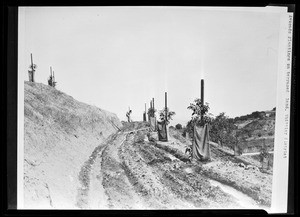 Avocado plantings on terraced land in the Whittier district