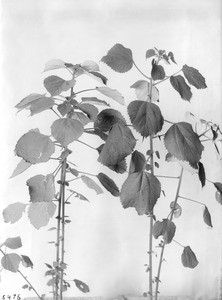 Close-up of a specimen of Ramie plant, used for making fiber, ca.1925