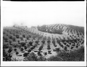 An orchard and residence at Krotona Hill on Gower Street and Beachwood Drive, Hollywood, California, 1893