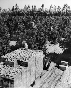 Workers loading a truck with oranges in the middle of an orange grove, ca.1948