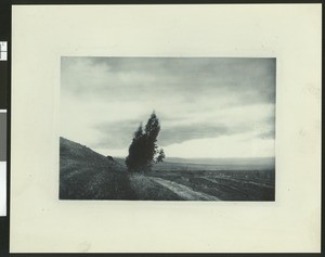 Eucalyptus tree at the bottom of grassy hill next to a dirt road