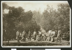 Group of workers posing in a walnut grove