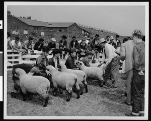 Sheep being shown at a Fremont High School Stock Show